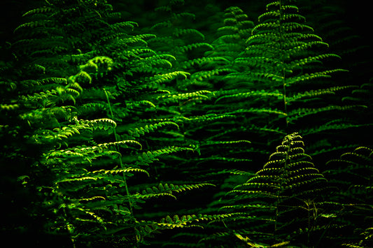 Forest Leaves