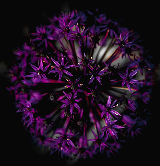 Purple Sphere