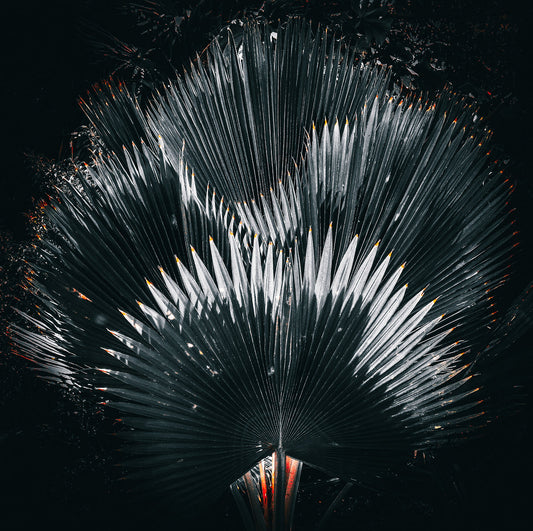 Palmyra Leaves