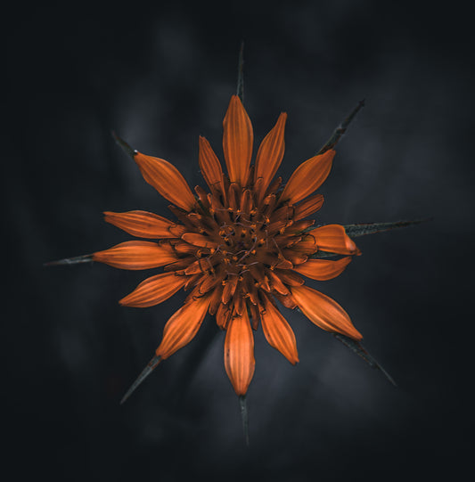 Orange Wheel
