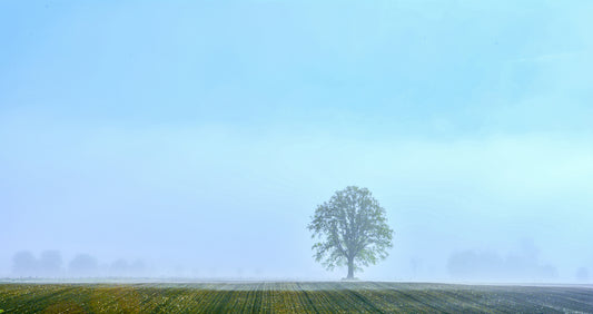 Mist Field