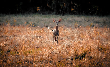 Deer Run