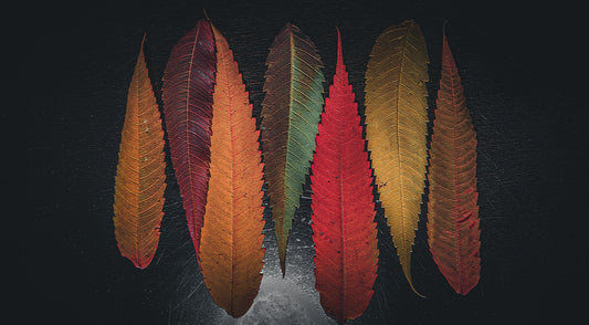 Executive Club of Leaves