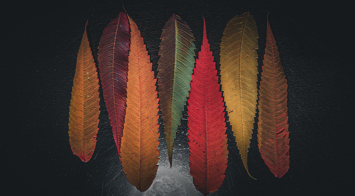 Giclee Fine Art Matte Paper Print