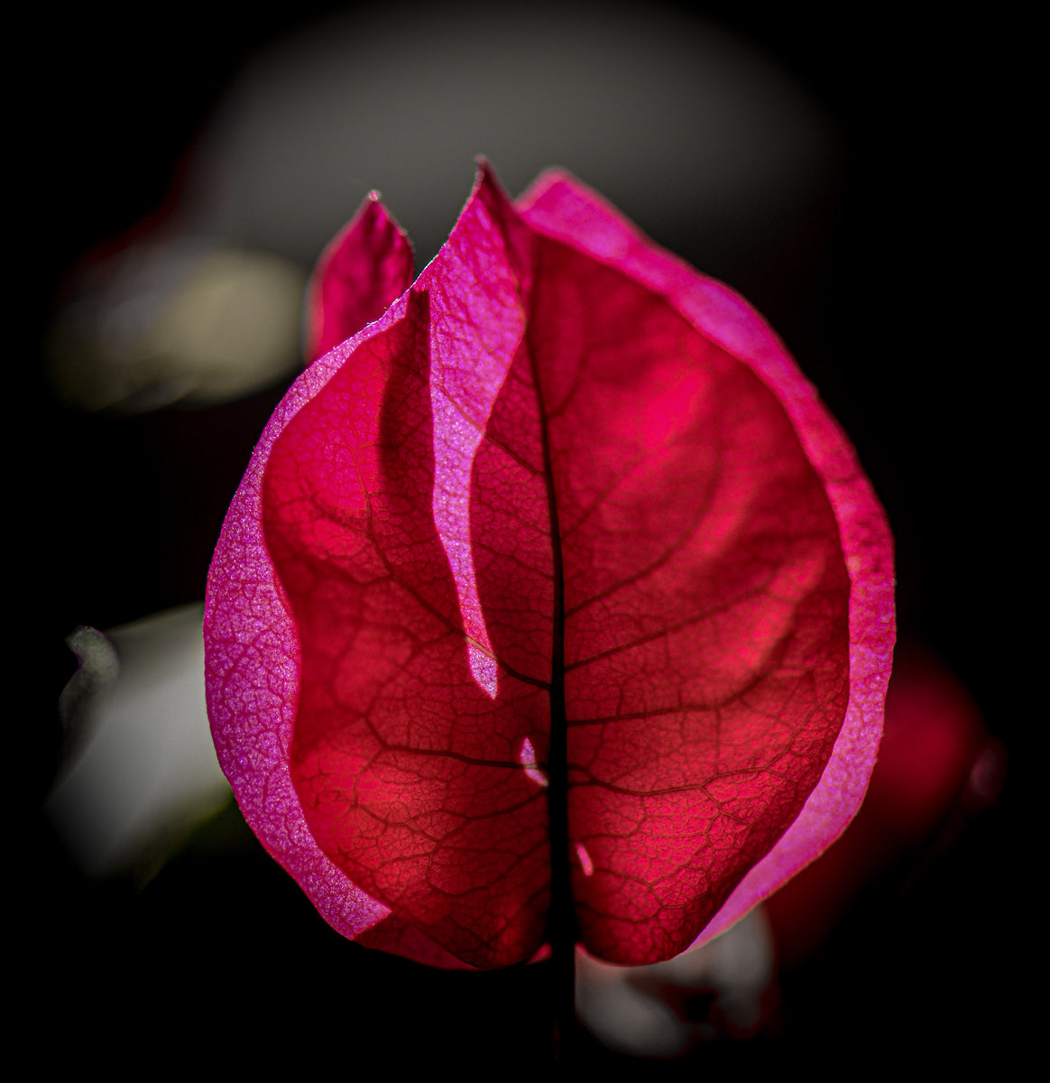 Giclee Fine Art Matte Paper Print