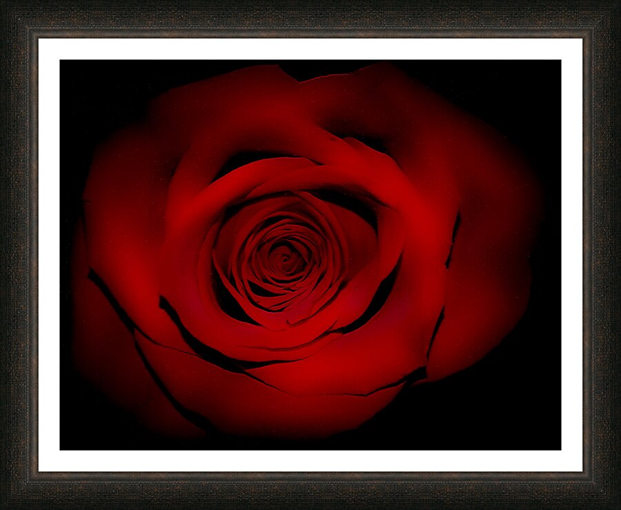 Pressed Rose