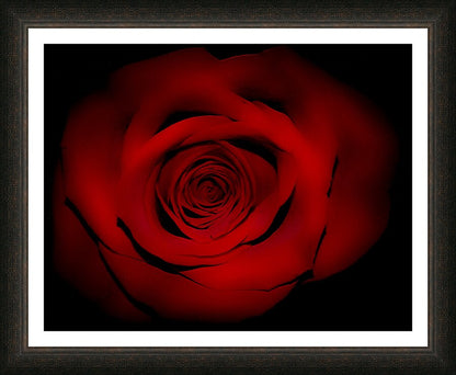 Pressed Rose