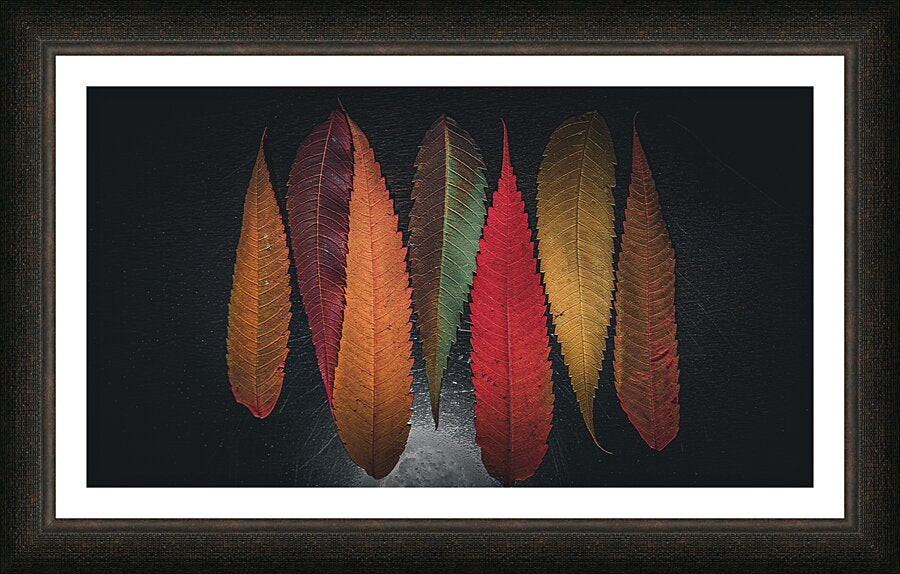 Framed Print