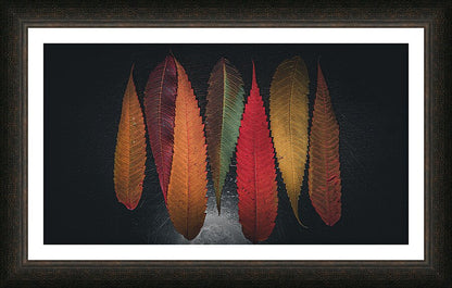 Framed Print