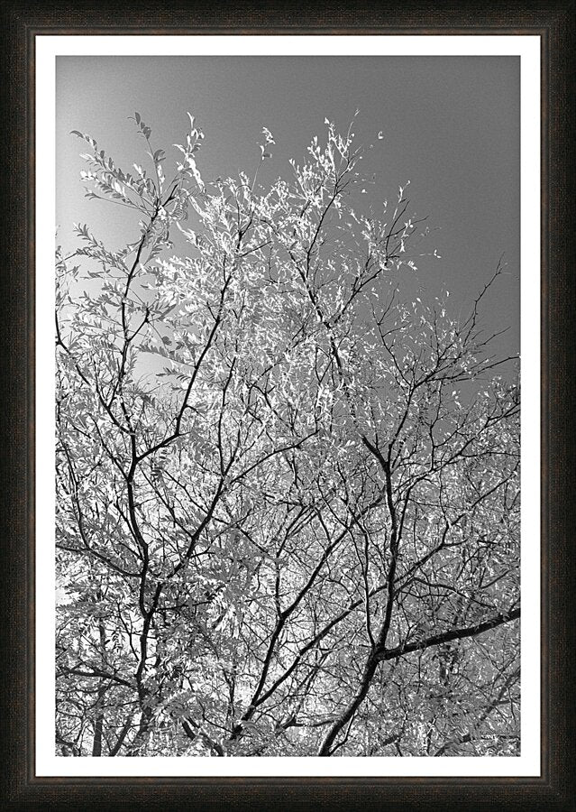 Framed Print