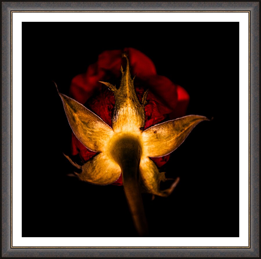 Framed Print