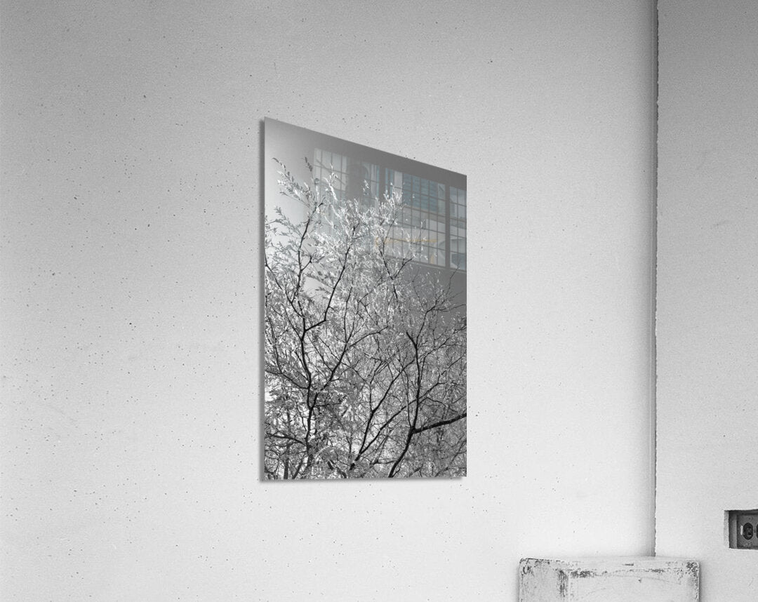 Acrylic Print