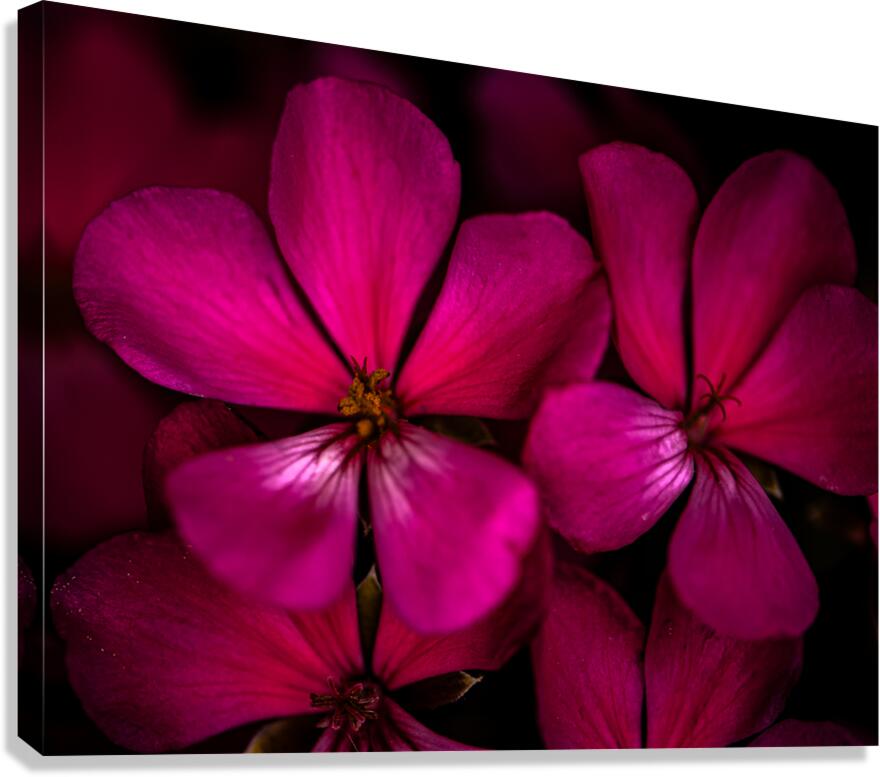 Giclée Stretched Canvas Print