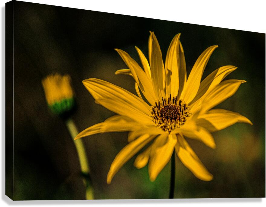 Giclée Stretched Canvas Print