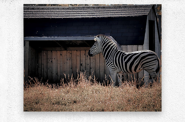 Brushed Metal Print