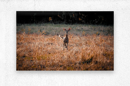 Brushed Metal Print